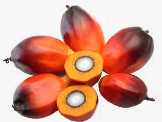 HSM fabrique des presses à huile de palme à prix raisonnable conformes à la norme ISO/CE